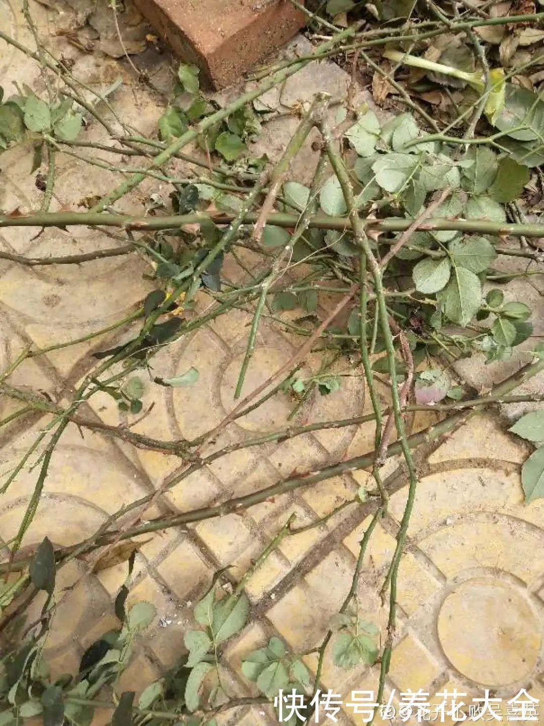 门前不栽竹,门后不留树,老祖宗传下来的养花谚语,特别准