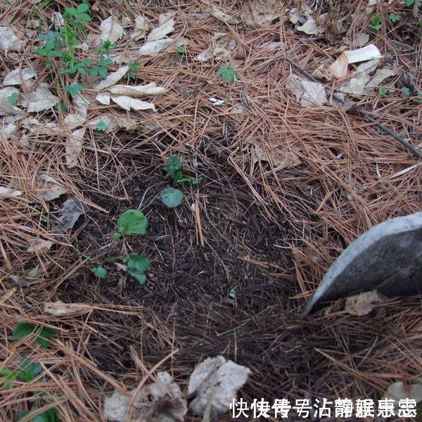 浇水|君子兰是“懒汉”，要懒养，不黄叶不烂根，年年开花多，美呆了