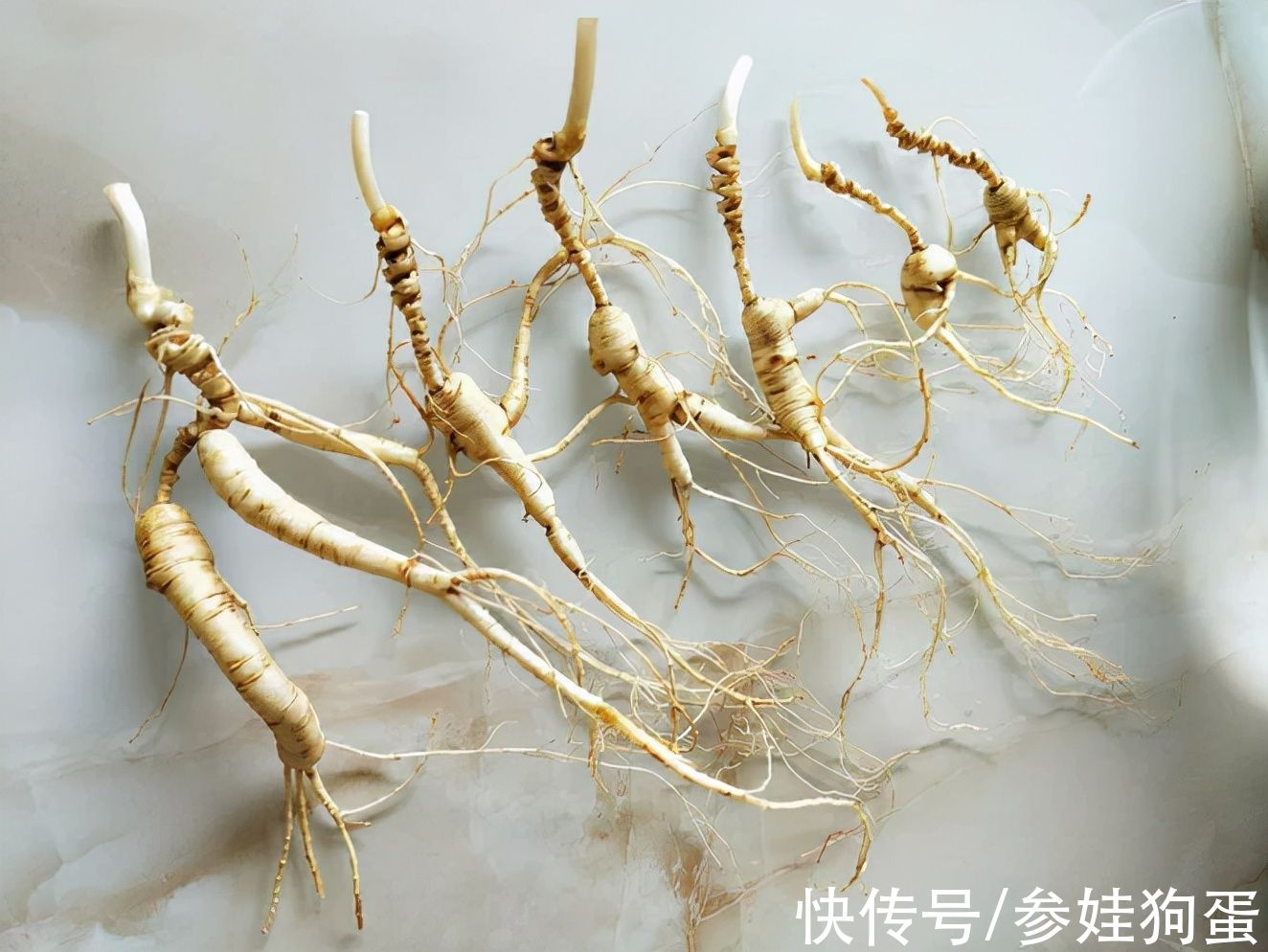 野生人参纯度鉴别