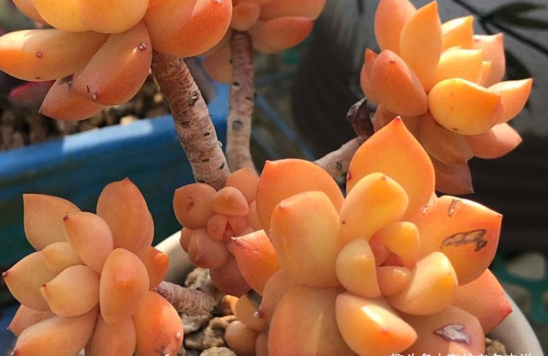 多肉黄丽和布丁本是同根生,奈何一个已无人问津,一个则深得民心