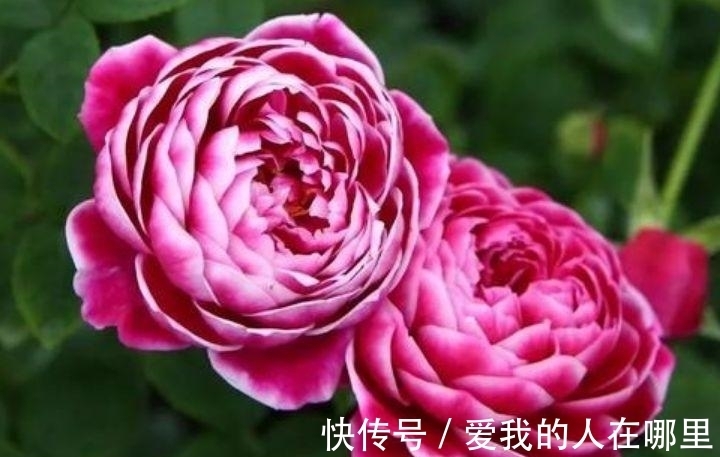 太阳花|4种花是花中劳模,一年四季开花不断,一盆千百朵,枝头花苞满