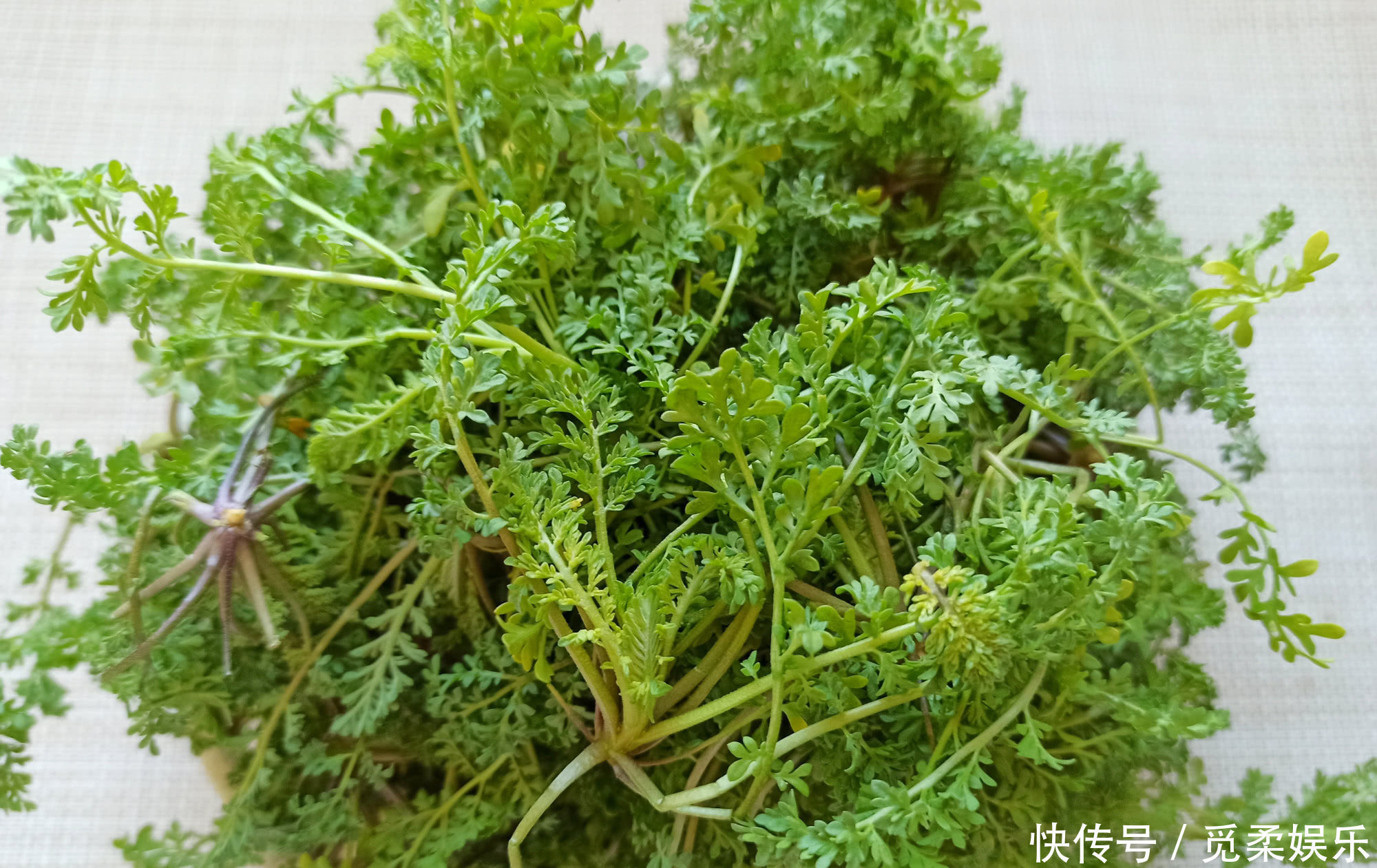 春天的野菜我只认它，做成饺子馅真香，鲜嫩多汁，城里人很少吃过