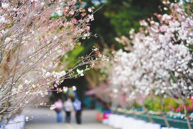 深圳原来就是一个“花花的世界”，你还不出门赏花就out了|深晚荐读 |深圳原来就是一个“花花的世界”，你还不出门赏花就out了\＂,\＂i12\＂:\＂深晚荐读