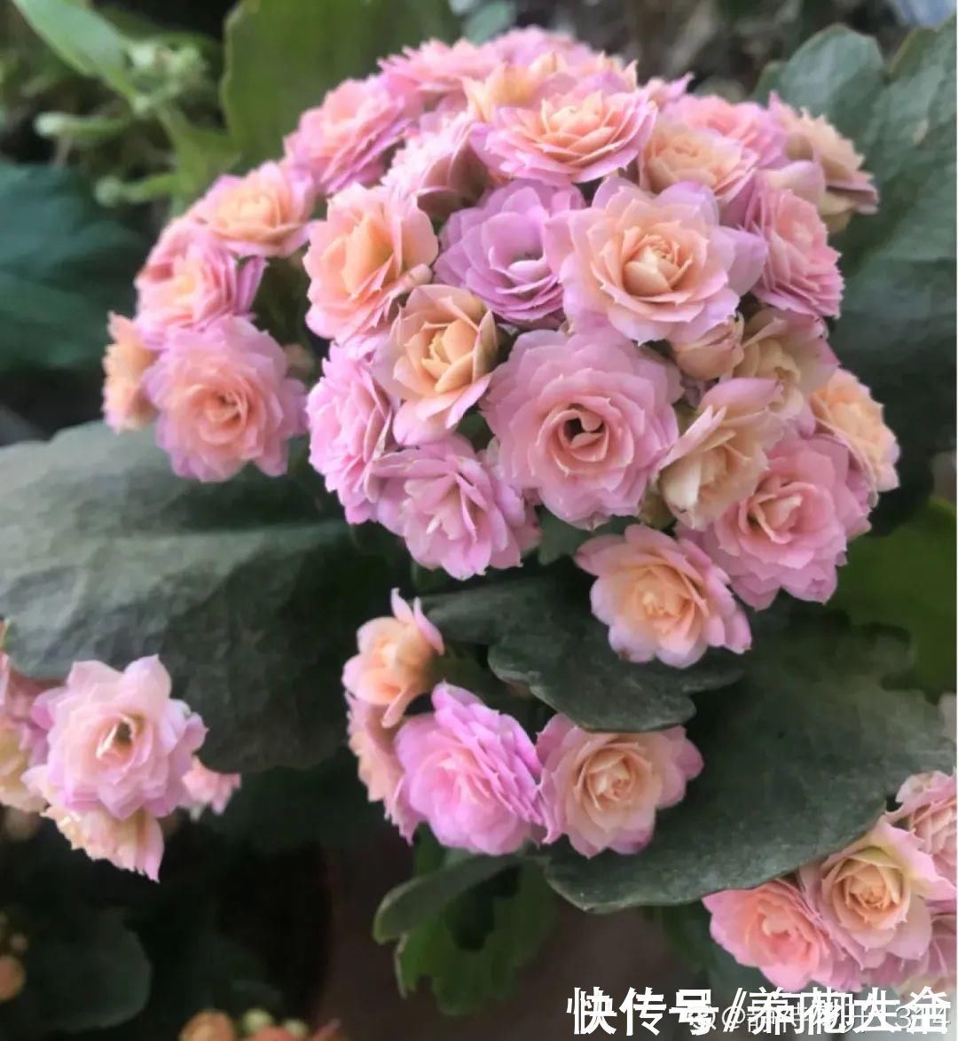 水仙|上万块的蟹爪兰，开花像烟花，养过的人不多