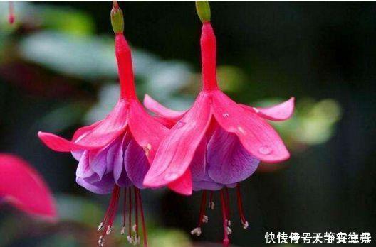 浇水|超漂亮的4种花,好养易活,30天不浇水照样生长,一年开花不断