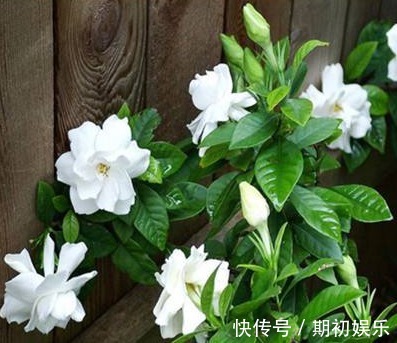 家家都有的“1种粉末”,浇花用上它,植物花苞多、开花易爆盆