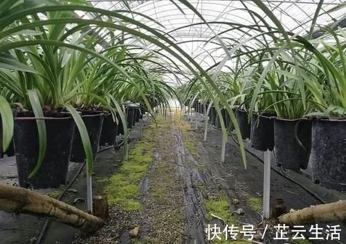 浇水|兰花浇水后，托盘中的剩水要清理吗？兰友：有意想不到的好处