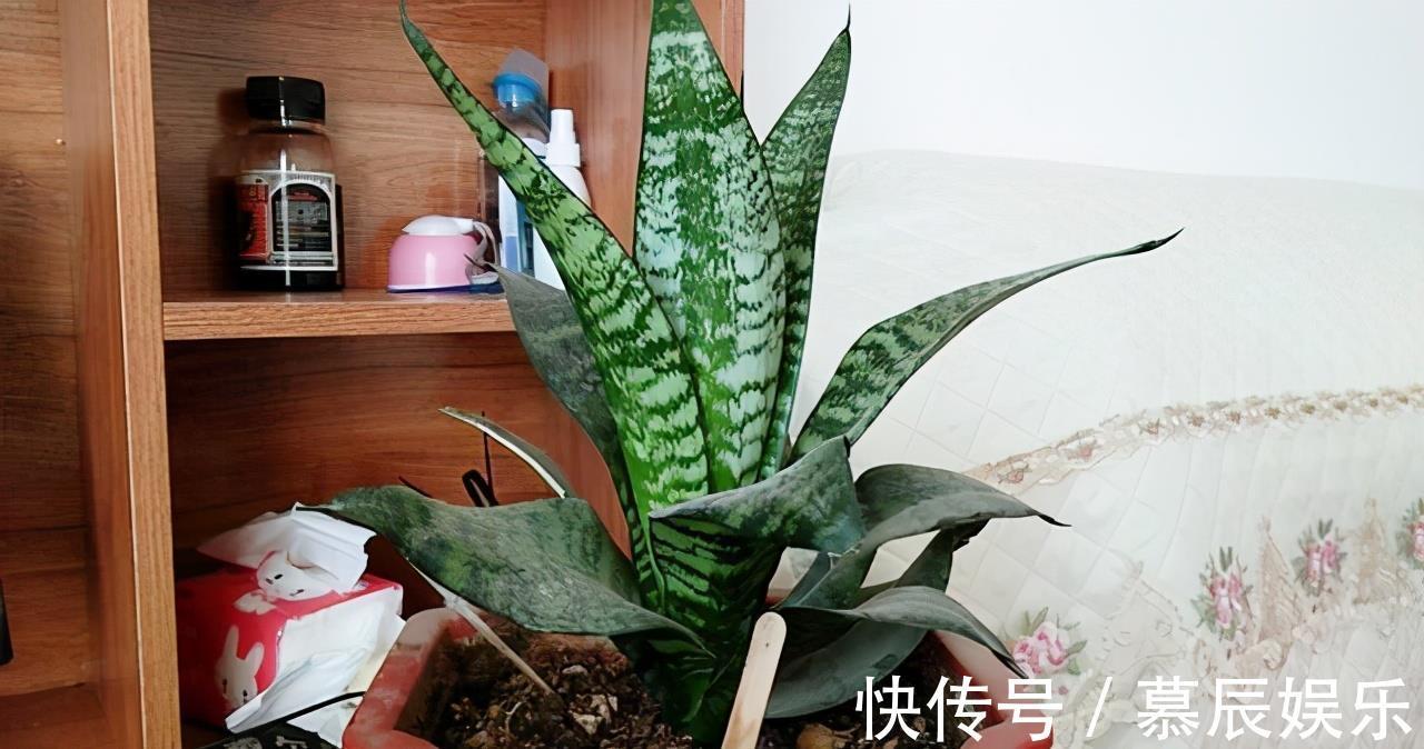 冬天养虎皮兰,就怕3种“要命水”,浇一次就黄了