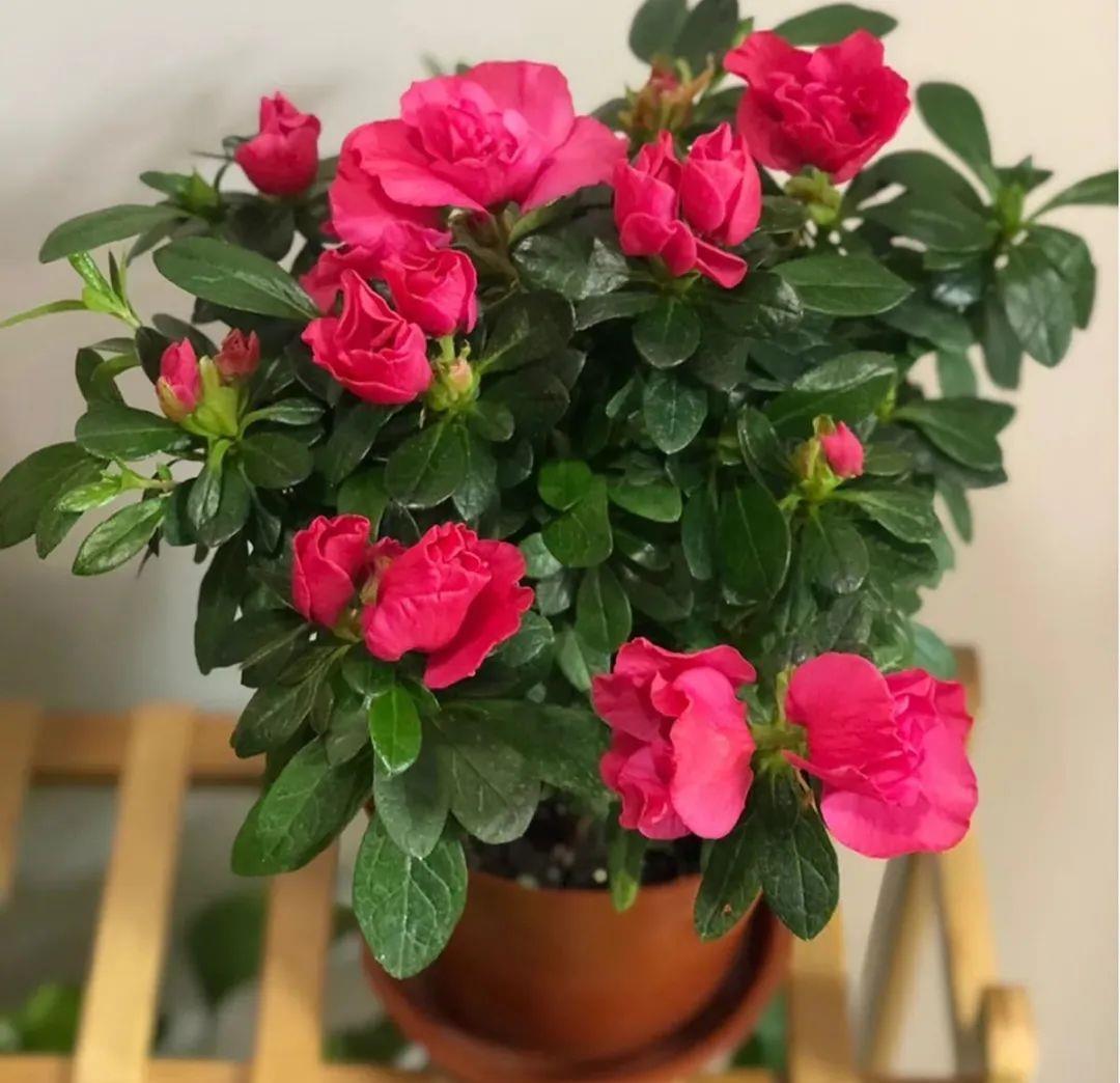 花市买的花,为啥养不活,原因就是这样