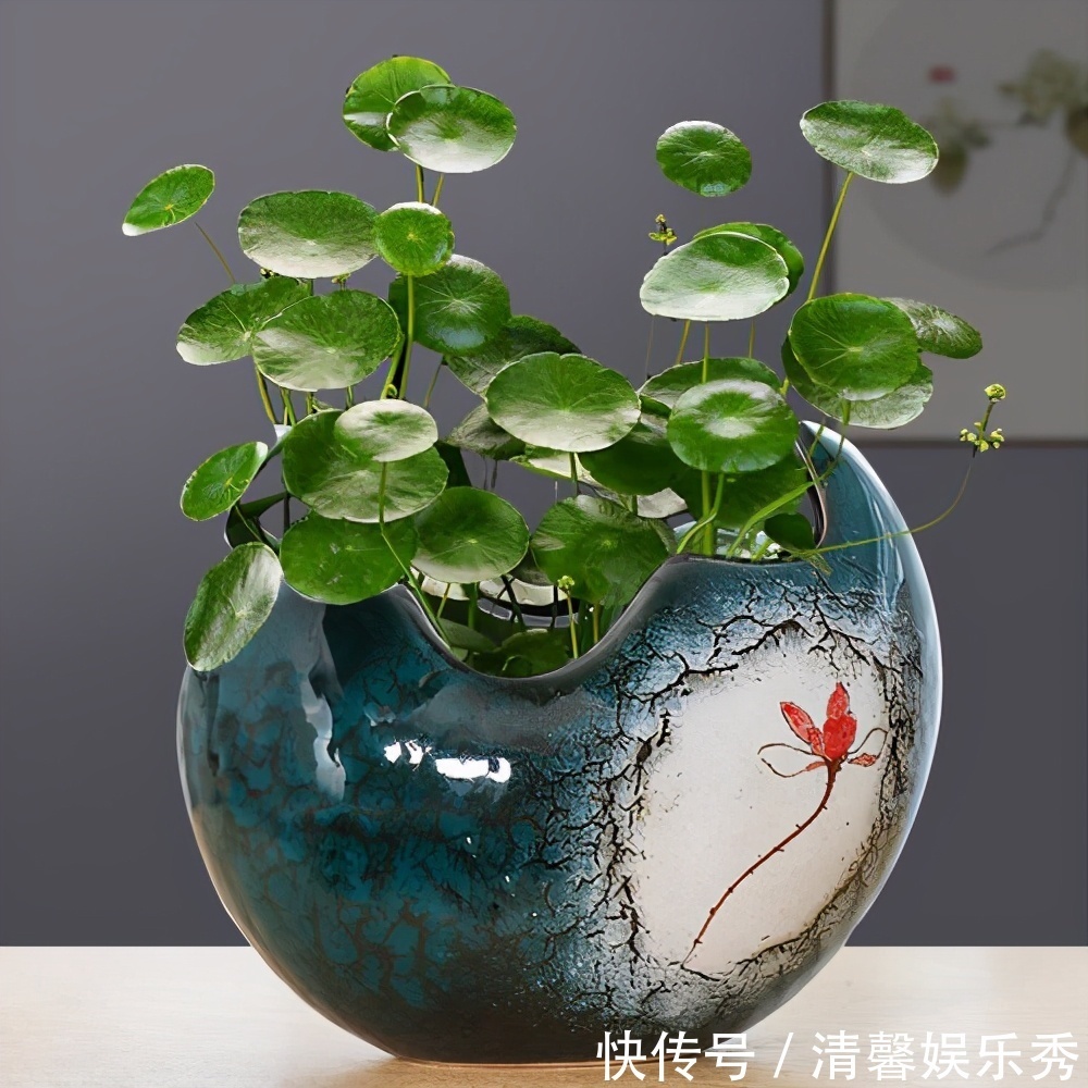 7种寓意“旺财”的花,适合养在家里,看着就有好兆头