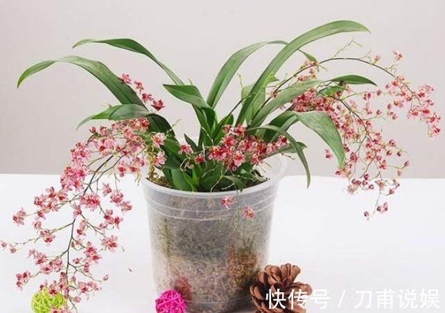 吊兰|家里人容易“散财”,一旦养了这3种花,感觉一分钱都不会丢!