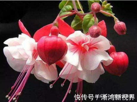 真金|秋天养菊花,就养盆“名贵菊花”,花开“火炼真金”,如鸳鸯戏水