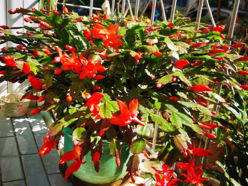 几种开花植物超耐阴,带来吉祥好兆头,养上一盆好运连连