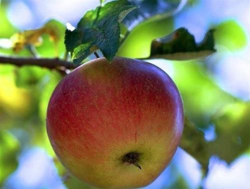 营养成分|聪明女性都爱吃的食物,每天吃些,补血护肤,延缓衰老,清理毒素
