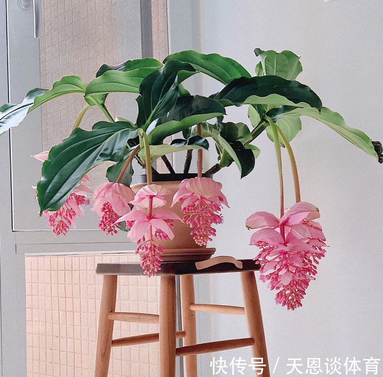 8种“昂贵花”,工薪族“舍不得”买,但是太好看,有钱要买个遍