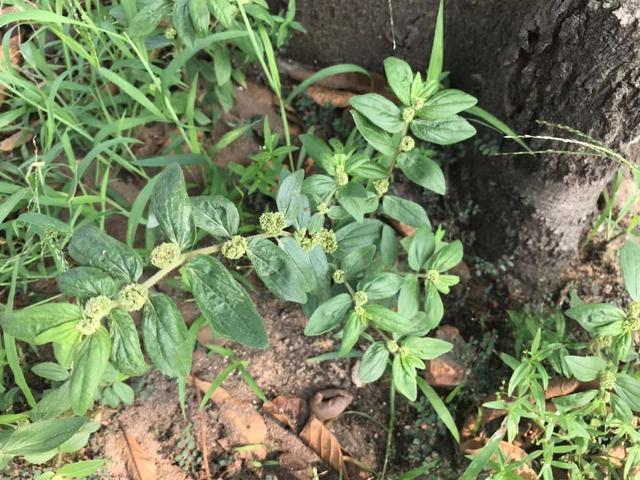 止痒|大飞扬草善于利湿止痒，还能通乳、解毒消肿，治疗多种炎症