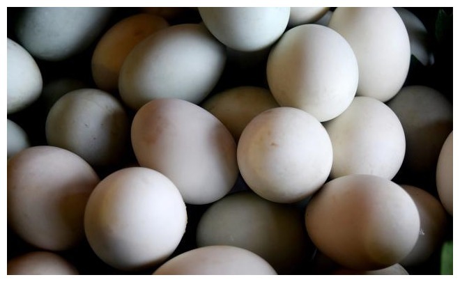 买鸡蛋，是选红壳的还是白壳的养鸡户告诉你，别再买错了