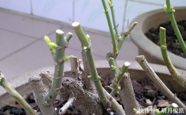 茉莉花最简单的繁殖方法,一个枝条就可以繁殖几棵,一学就会