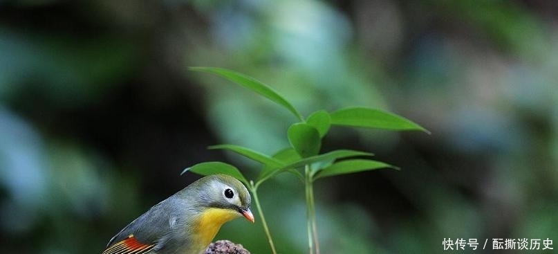 李白|一生游山玩水的李白,是如何写男女相思的?