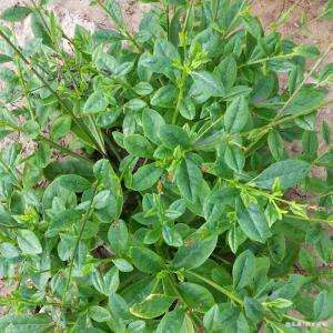 马齿苋|女人不想皱纹爬满脸，4种食物经常吃，睡眠好，身体更健康