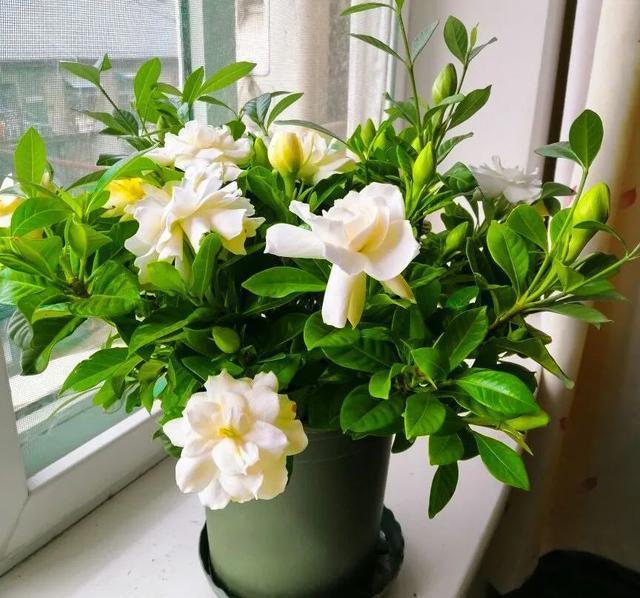 硫酸亚铁|40年老花友的养花浇水秘方，今天分享给大家