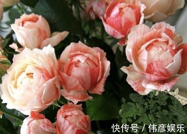 养花肥|什么“养花肥”，都不如“它”，腐熟后浇君子兰、月季，开出花！