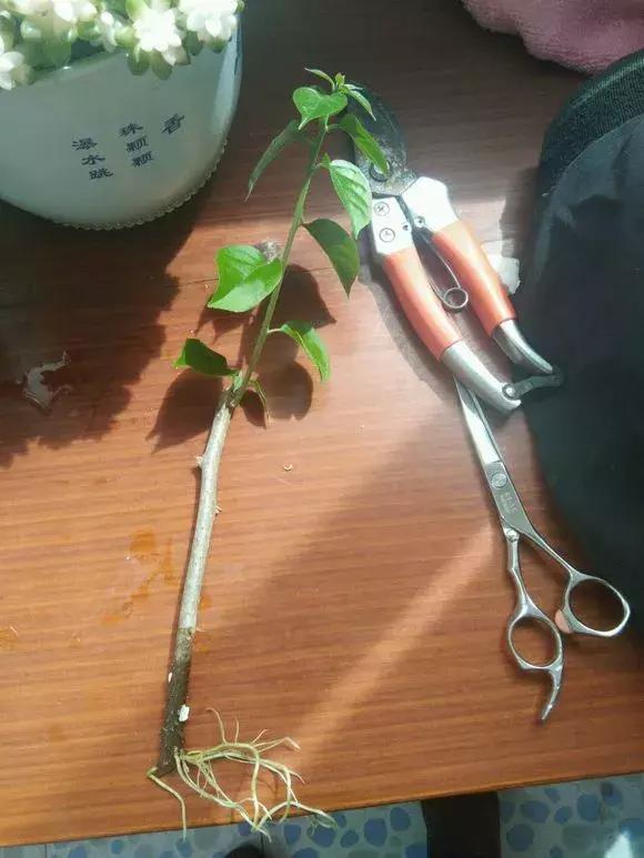 素沙|三角梅扦插老黑腐,1把沙子1根枝,10天能生根,成活率超高!