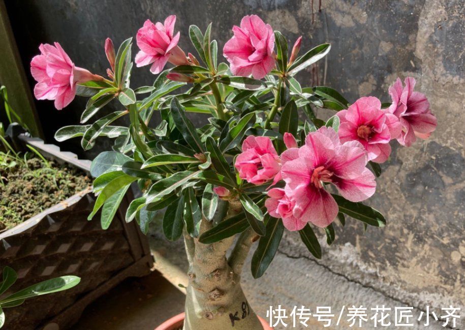 3种花想要养的久,就需要“穷养”,小盆少浇水,越养越精神