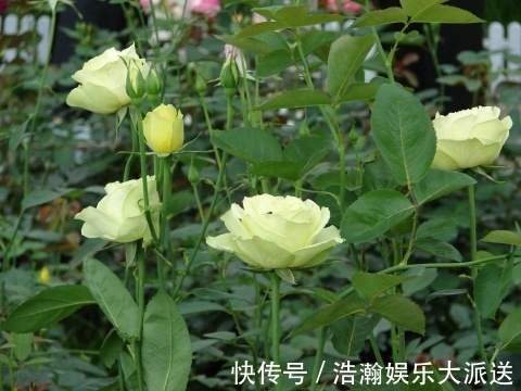 与众不同的玫瑰花,名字叫做绿柠檬,开花如绿色精灵灵动可爱