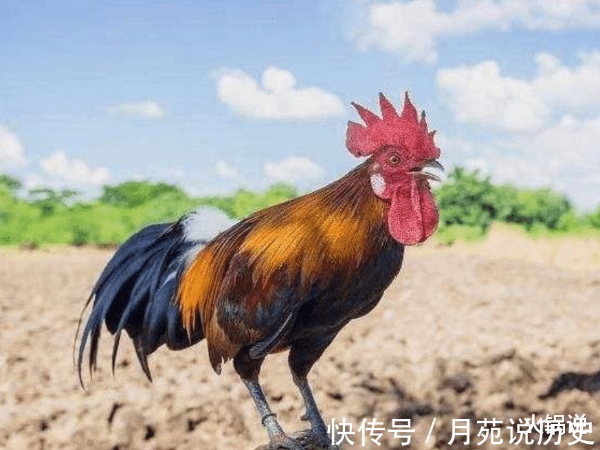 古代|“打鸡血”是怎么来的60年代曾风靡一时,人们注射鸡血“养生”