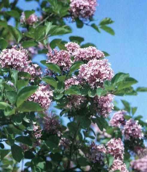 唐山小区里的常见植物 你要说不认识 多没面子 快资讯