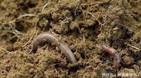 花卉|养花用土不必买,拿个袋子出门捡这“4种土”,不管养啥都能旺!