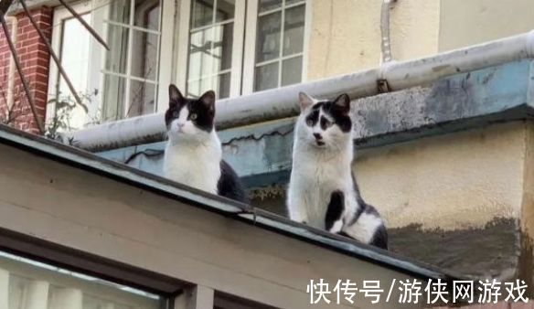 候选者|拔得“头丑”！淘宝丑东西评选第一名：究竟有多丑？