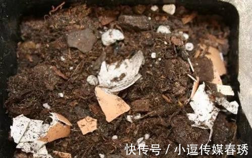 橘子皮|5种自制花肥方法, 效果好还无异味, 家里人再也不嫌臭