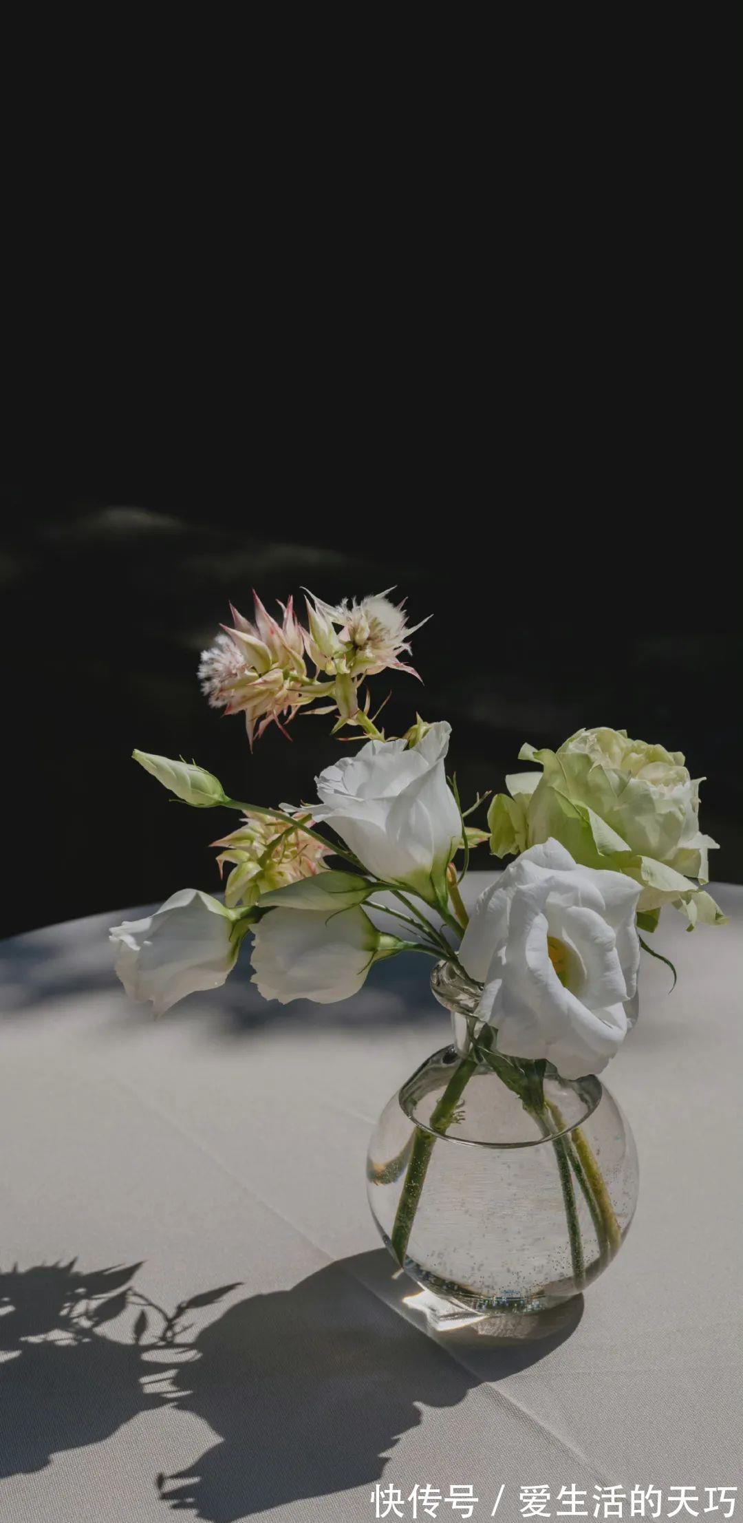 花解语|2172手机壁纸|温柔扑了个空才长记性