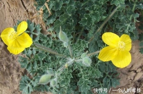 咽喉痛|农村一野草，常被当野草除掉，却是治牙痛良药，人称“勒马回”