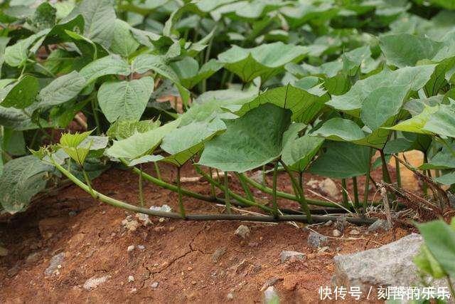 地瓜秧|此种野菜,很多人只在意它的根,殊不知它的叶子更美味,到底是啥