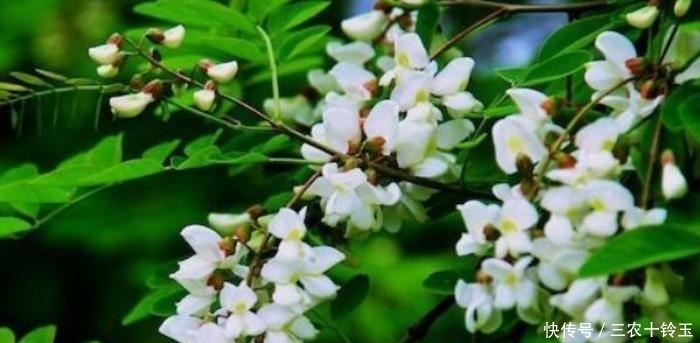 以下几种野菜，祛毒清血管，称为降血压“神器”，城里人都当宝