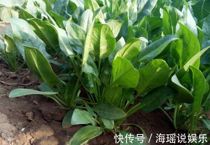 止血|农村这野菜被称为“营养模范生”,养血止血,纯野生有钱买不到!
