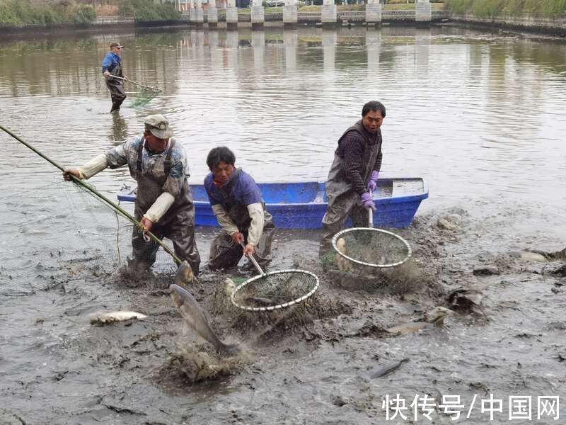 食堂|扬州大学捕捞2000斤大鱼送给学生免费吃