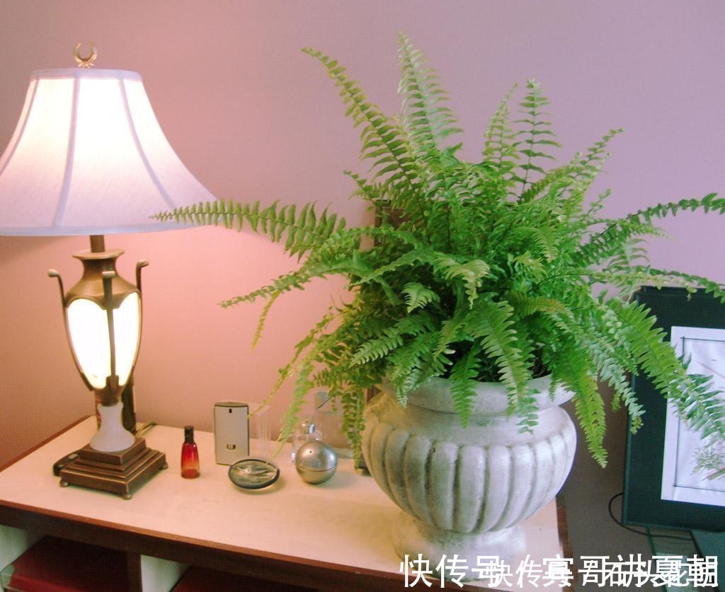 净化|卫生间“潮湿、有异味”?养上6种花草,干净又清新
