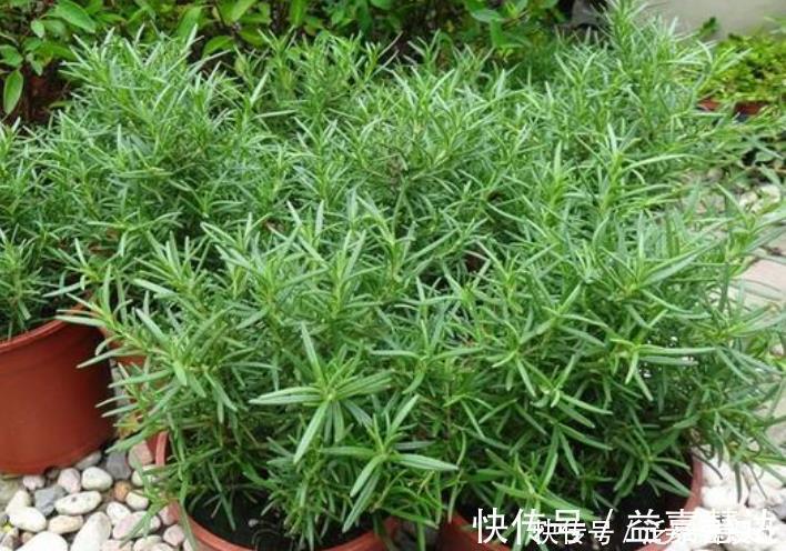 净化|4种花净化空气,杀菌去异味,吸收有害气体,养在客厅美极了