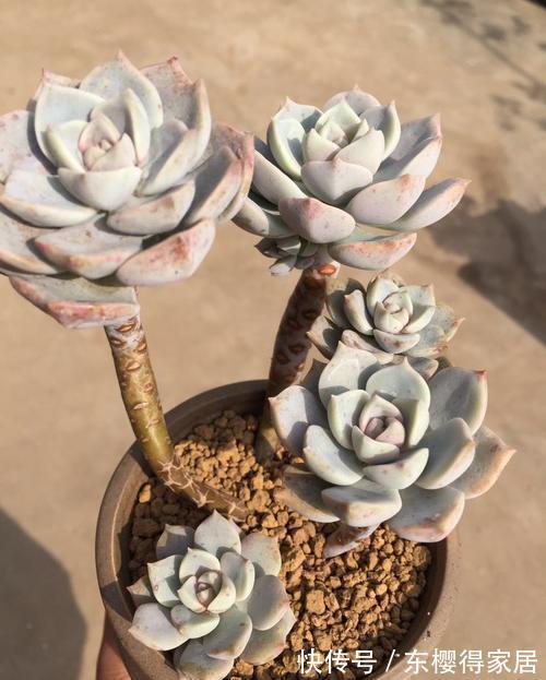 普货多肉|普货之王白牡丹,用点小技巧,轻松变成迷人的粉牡丹,特别好看