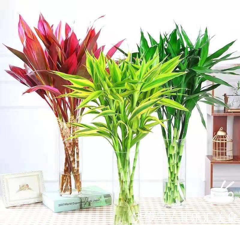 家中养“5种竹”,富贵不俗,护家祥瑞,好日子节节高升