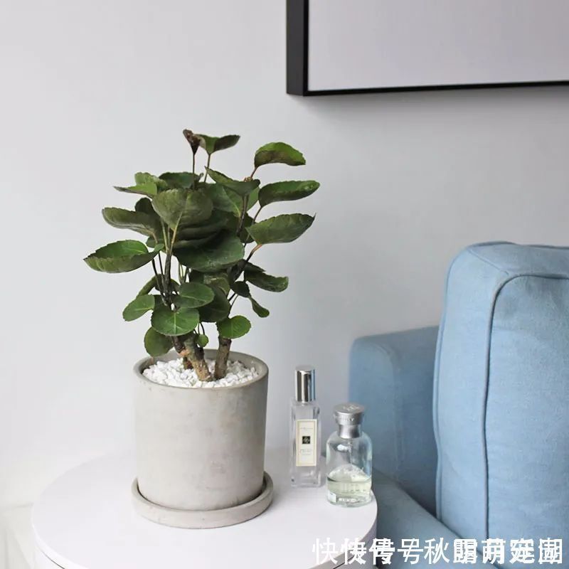 叶片|八种命里带“钱”的植物,家里养一盆,招财又旺运,你家养了几种