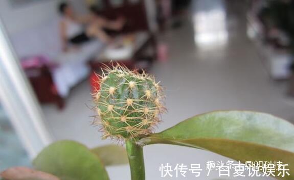 嫁接|仙人球还能嫁接在叶仙上,没见过吧,其实挺简单的