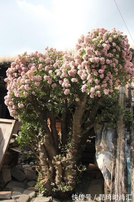 极难养死的4种花,太省心,丢阳台不管,轻松长爆盆