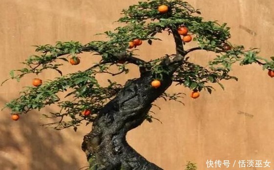 此种花养成老桩可卖高价,不用花钱买,只需一点果肉,就能存活!