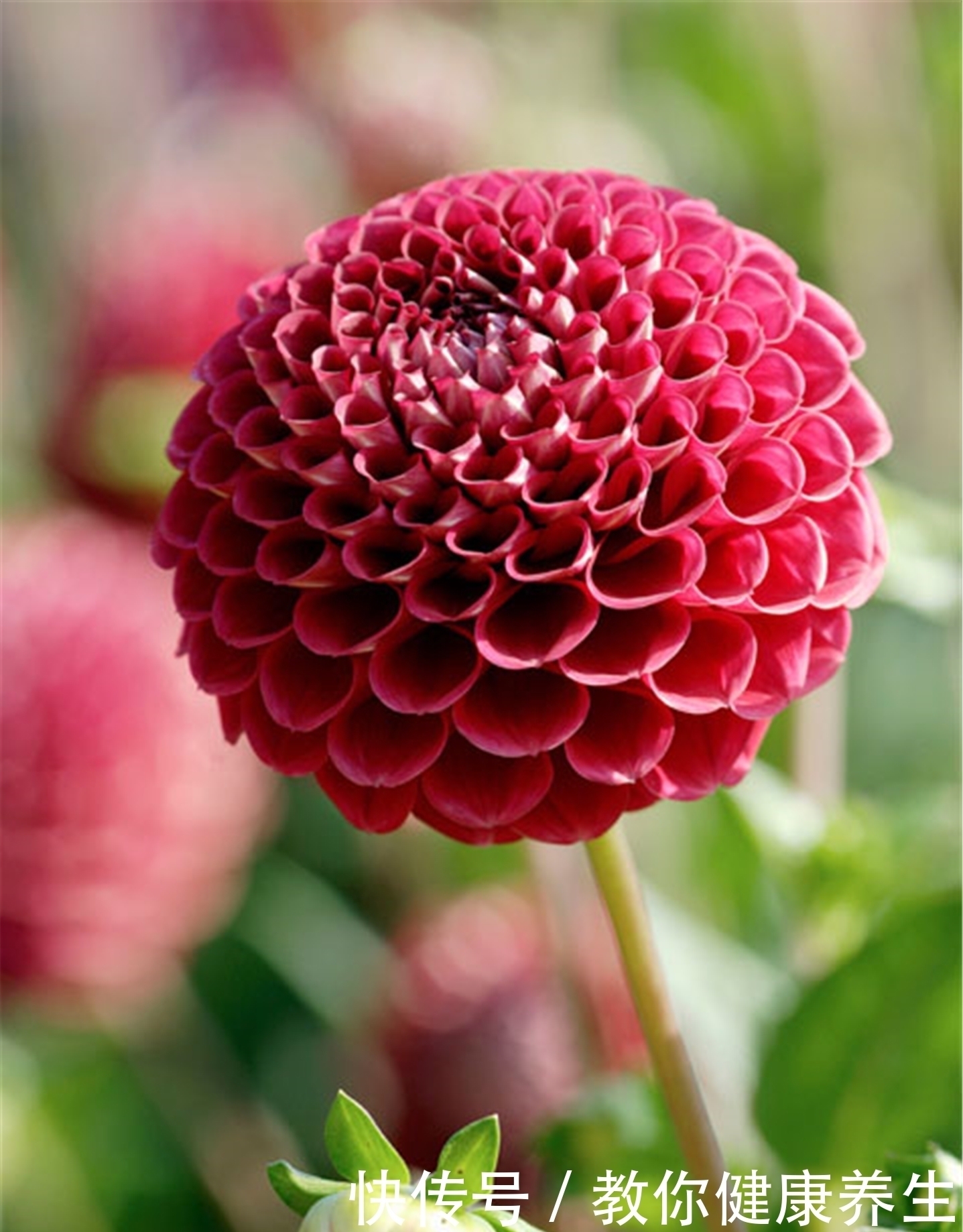 草花|6月扦插走起，5种草花插一盆活一盆，成活就能爆花