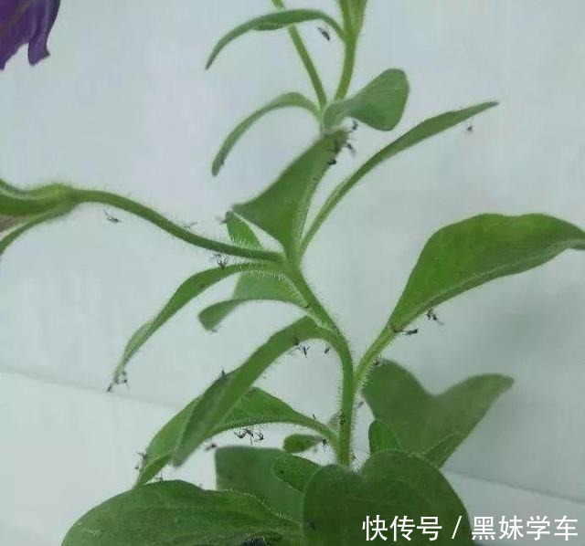 杀不死的“小黑飞”教你4种方法,整个夏天养花,清净了!